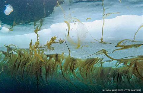 The Secret Lives of Ice Algae