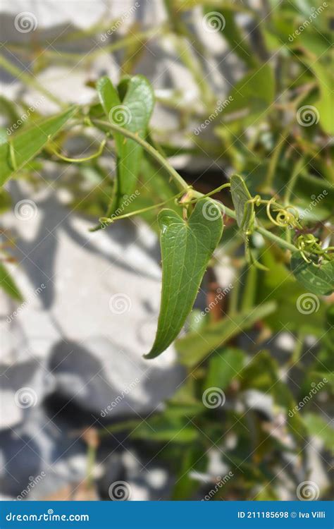 Common smilax stock photo. Image of plant, botany, garden - 211185698