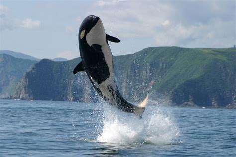 Orca jump wallpaper | animals | Wallpaper Better