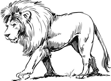 lion clipart black and white 10 free Cliparts | Download images on ...