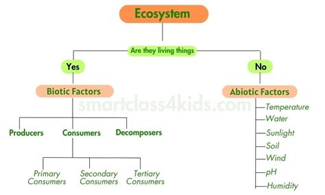 Biotic and Abiotic Factors: Definition, Types, Examples