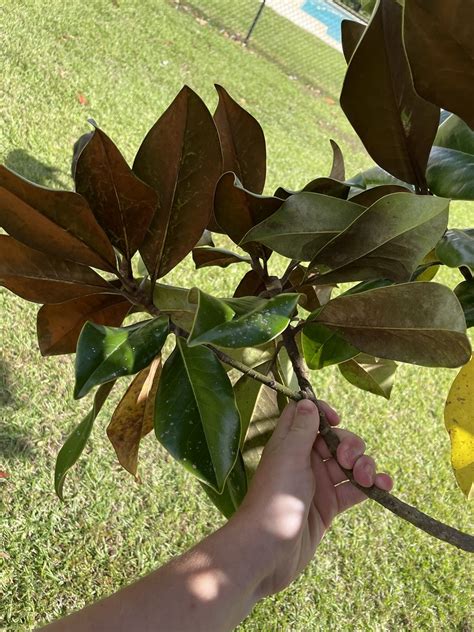 Magnolia grandiflora leaf arrangement | Magnoliaceae, southe… | Flickr