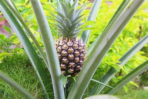 Pineapple Farming Project Report, Cost and Profit | Agri Farming