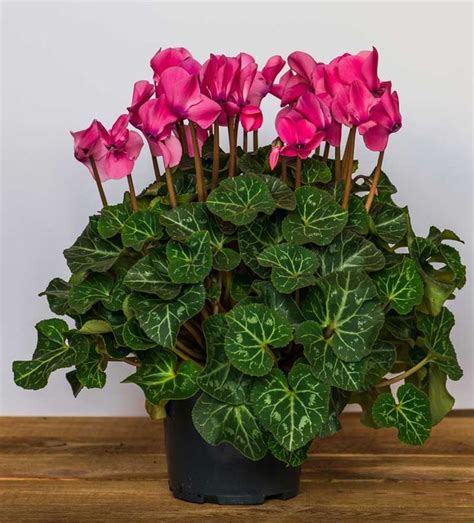 Cyclamen Plant: How to Grow and Care for Cyclamen Plants | Indoor flowering plants, Potted ...