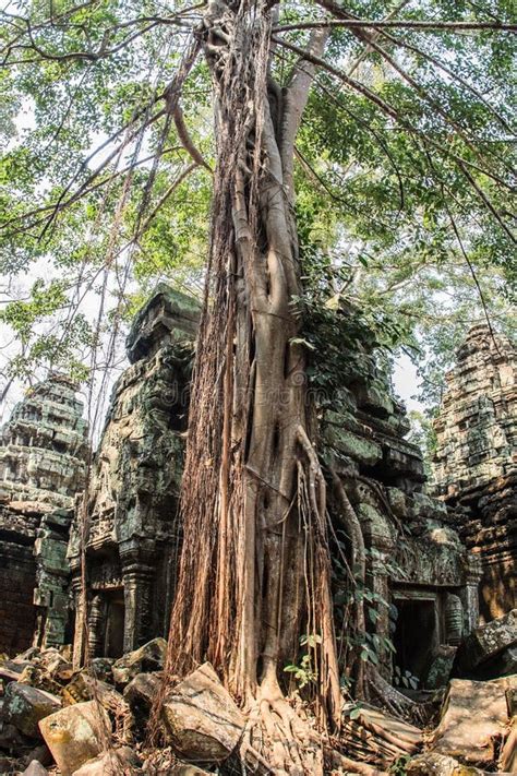 Ancient Gallery of Amazing Ta Prohm Temple Overgrown with Trees ...