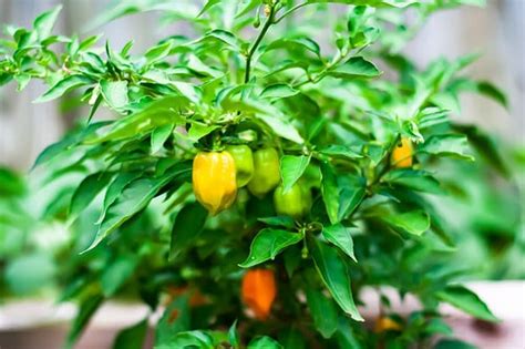 Growing Habanero Peppers: A Steady Supply Of Homegrown Heat - PepperScale