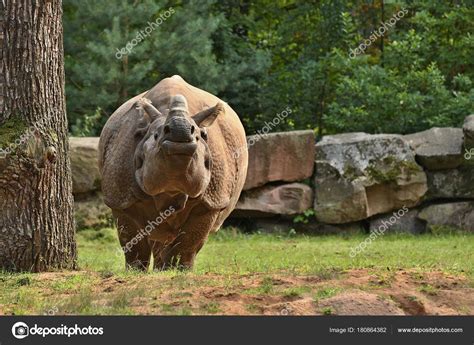 Indian Rhinoceros Beautiful Nature Looking Habitat — Stock Photo © Photocech #180864382