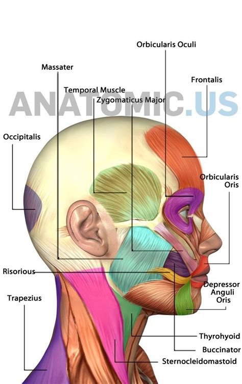 Human Tongue Anatomy - koibana.info | Muscle anatomy, Anatomy flashcards, Human anatomy