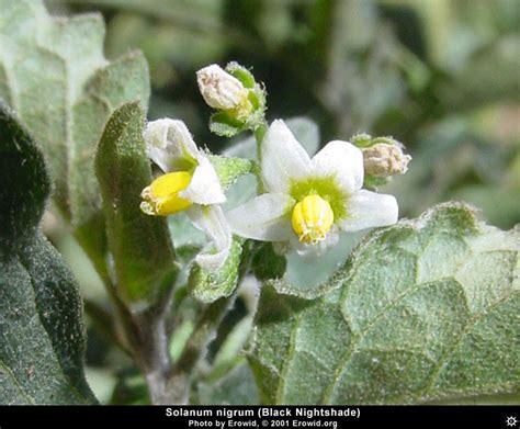 Erowid Herb Vaults : Images : solanum nigrum flower