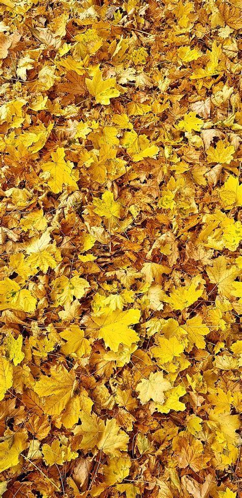 Leaves, fall, autumn, nature, new, yellow, leaf, autumn, HD mobile wallpaper | Peakpx