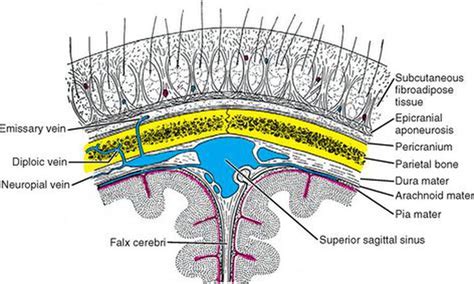 Topological Anatomy Regarding Hematoma - MEDizzy