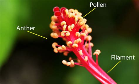 What Are Flowers | Parts + Facts + Pollination | Science4Fun