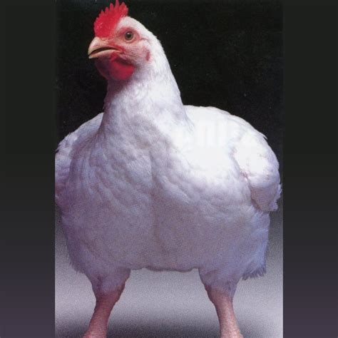 Jumbo Cornish Cross Chickens for Sale