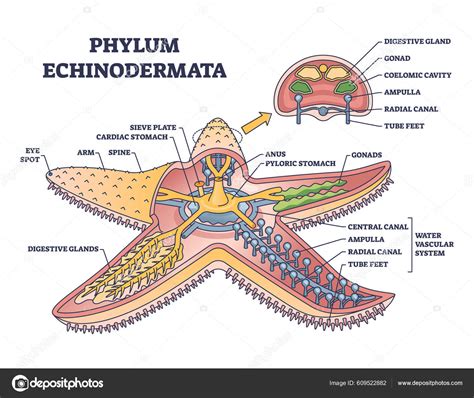 Phylum Echinodermata Starfish Anatomy Inner Structure Outline Diagram Labeled Educational Stock ...