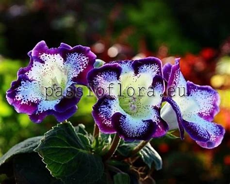 Gloxinia seeds - PF-Nicole - PassioFlora.eu - Beautiful and rare ...