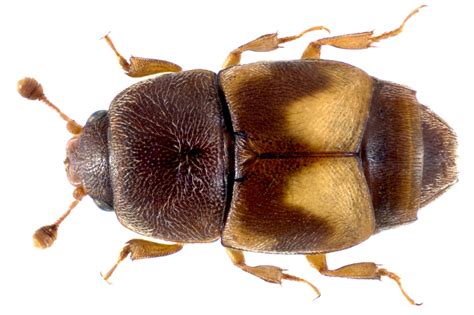 Carpophilus hemipterus