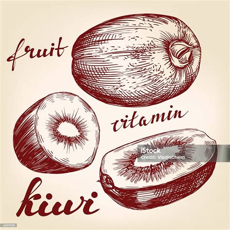 Fruit Kiwi Set Hand Drawn Vector Llustration Realistic Sketch Stock Illustration - Download ...