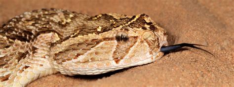 The Puff Adder | Wildlife Guide