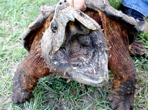 Alligator Snapping Turtle – "OCEAN TREASURES" Memorial Library