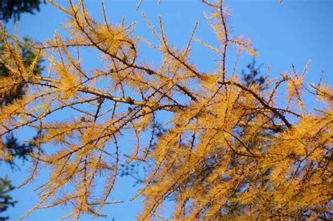 November’s Autumn Colors | Downeast Thunder Farm