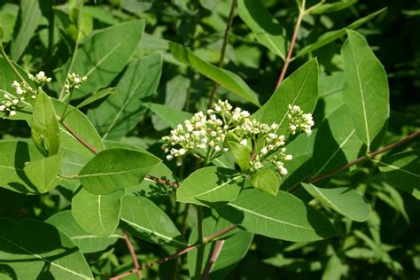 Apocynum androsaemifolium, -Western-