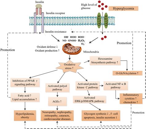 Frontiers | Mushroom polysaccharides with potential in anti-diabetes: Biological mechanisms ...