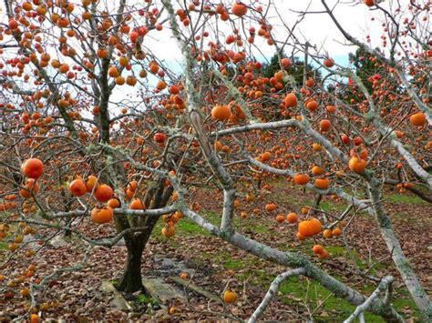 Here Is Everything You Need to Know about the Persimmon Tree - Growing ...