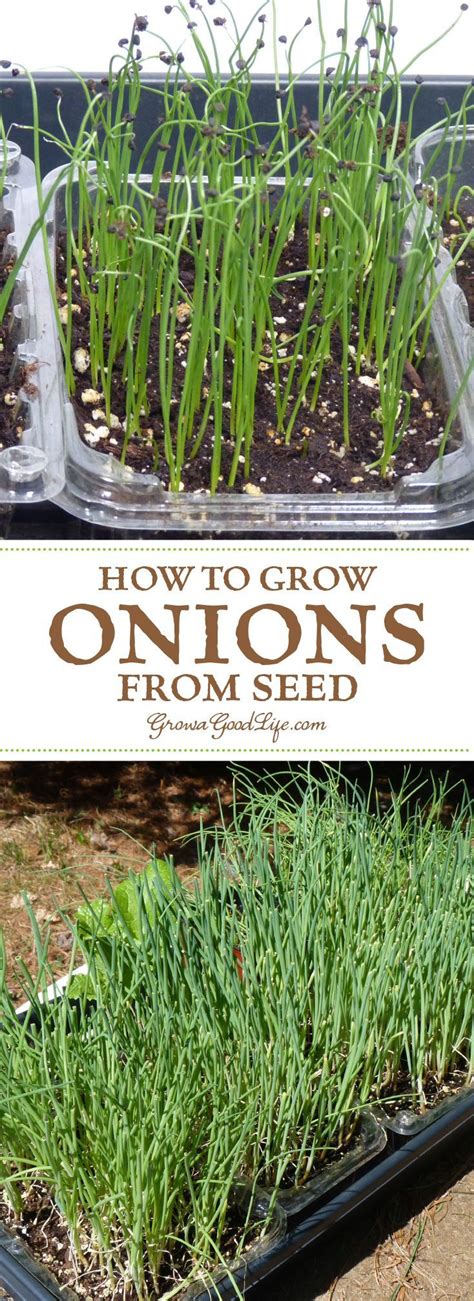 How to Grow Onions From Seed | Organic vegetable garden, Organic ...