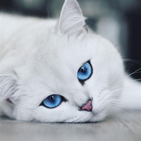 Feline Instagram Star Has the Most Mesmerizing Blue Eyes