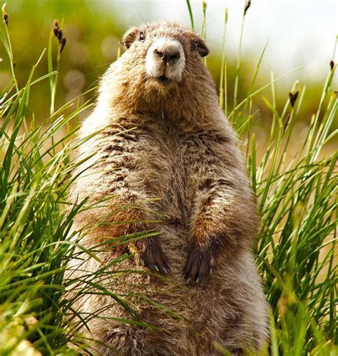 Olympic marmot - Alchetron, The Free Social Encyclopedia