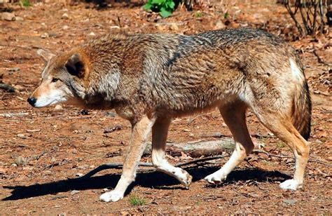 Lobo rojo en estado salvaje :: Imágenes y fotos