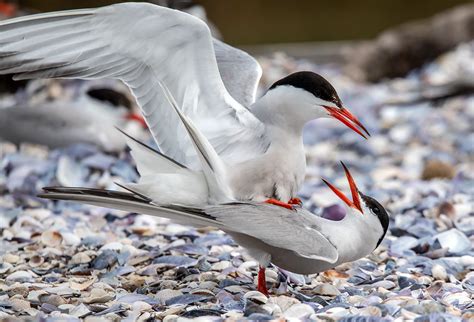 Manmade Common Tern breeding platform on Behance