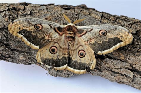 Mariposas nocturnas: los fantasmas de la noche