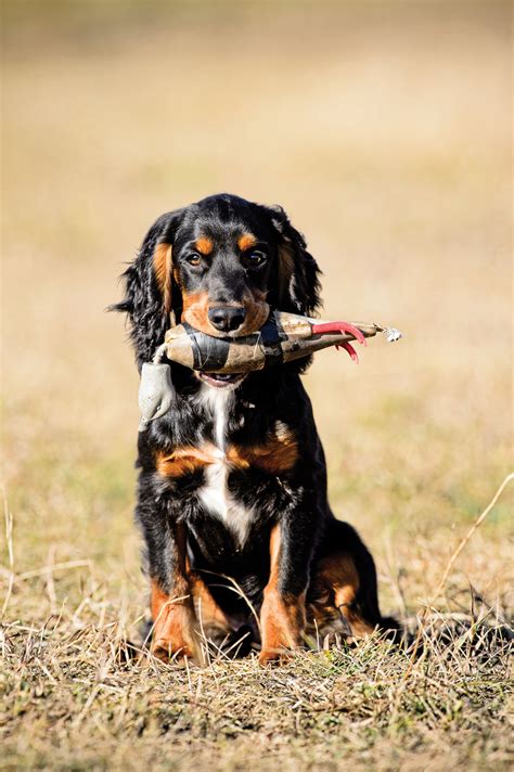 Outlining Your Pup's First Year of Hunting Dog Training - Fin and Field Blog