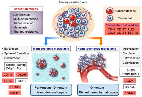 Cancers | Free Full-Text | Ovarian Cancer Stemness: Biological and ...