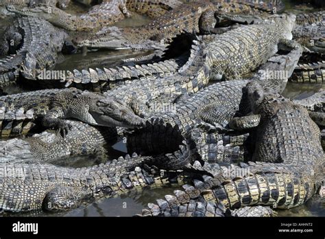 Crocodile farm Australia Stock Photo - Alamy