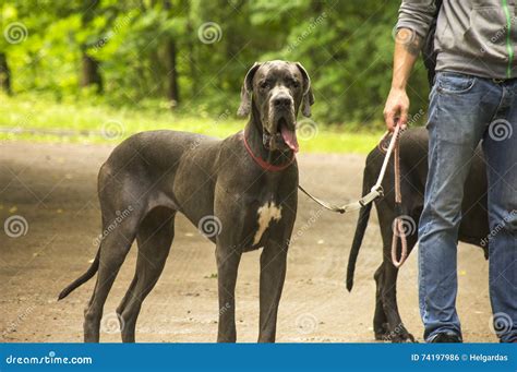 Big Dog Standing Next To Human Stock Photo - Image of young, forest ...