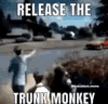 Trunk Monkey GIFs | Tenor