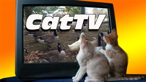 Video for cats to watch - Cat TV - birds and fish tank aquariums to get your cat purr or meow ...