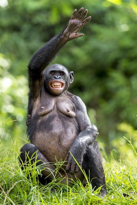 Female chimpanzee with smile | Chimpanzee, Monkeys funny, Animals wild