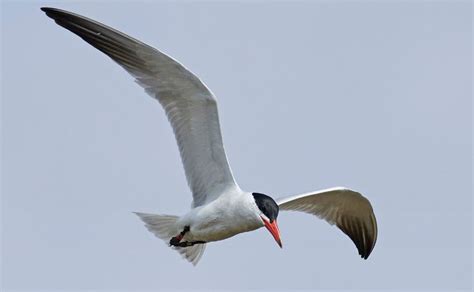 Arctic Tern Vs Caspian Tern: Key Differences Explained - Binocular Base