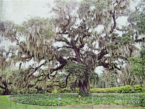 The Old Oak Tree Photograph by Lydia Holly - Pixels