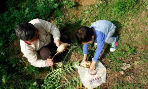 Growing Daikon Radish: Massive And Mild-Flavored - Epic Gardening