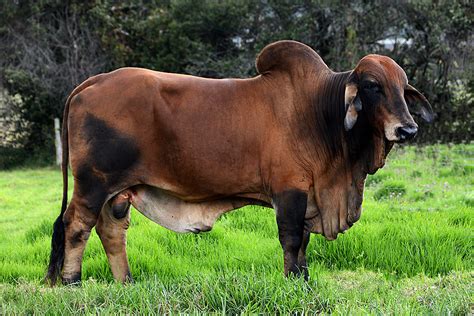 Brahman Cattle - Karoo Livestock Exports