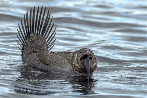 Musk Duck Endemic to Australia 24736253 Stock Photo at Vecteezy