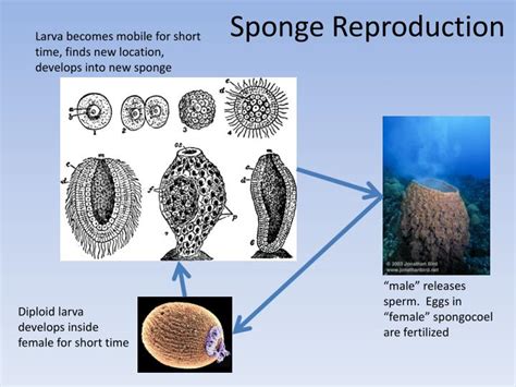 PPT - Phylum Porifera : The Sponges PowerPoint Presentation - ID:4364034