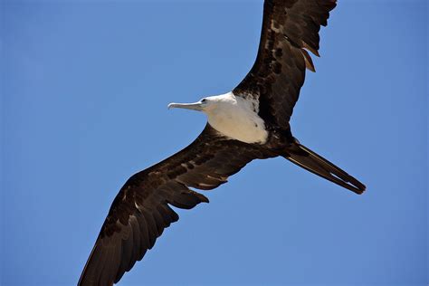 Magnificent Frigatebird | A Magnificent Frigatebird flying a… | Flickr