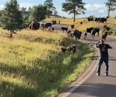 VIDEO: Terrifying moment when a woman gets too close to a bison