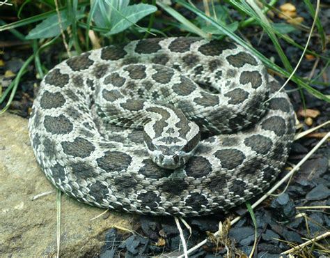 Who said being random was bad?: M is for Massasauga Rattlesnake