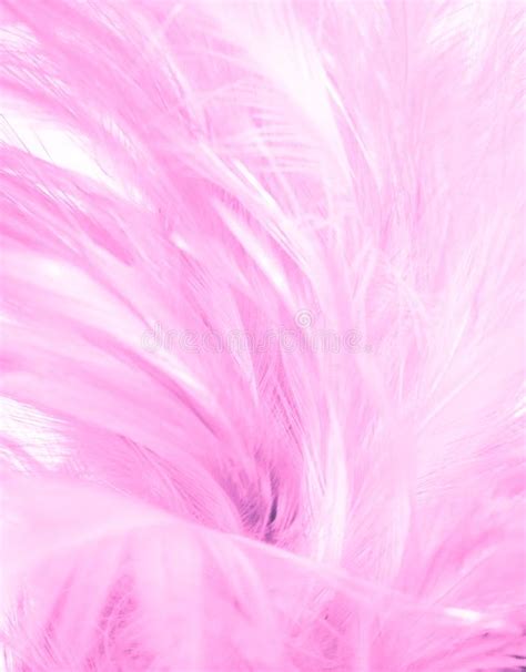 Beautiful Closeup Textures Abstract Colorful Gray Pink and White Feathers and Light Gray Pattern ...